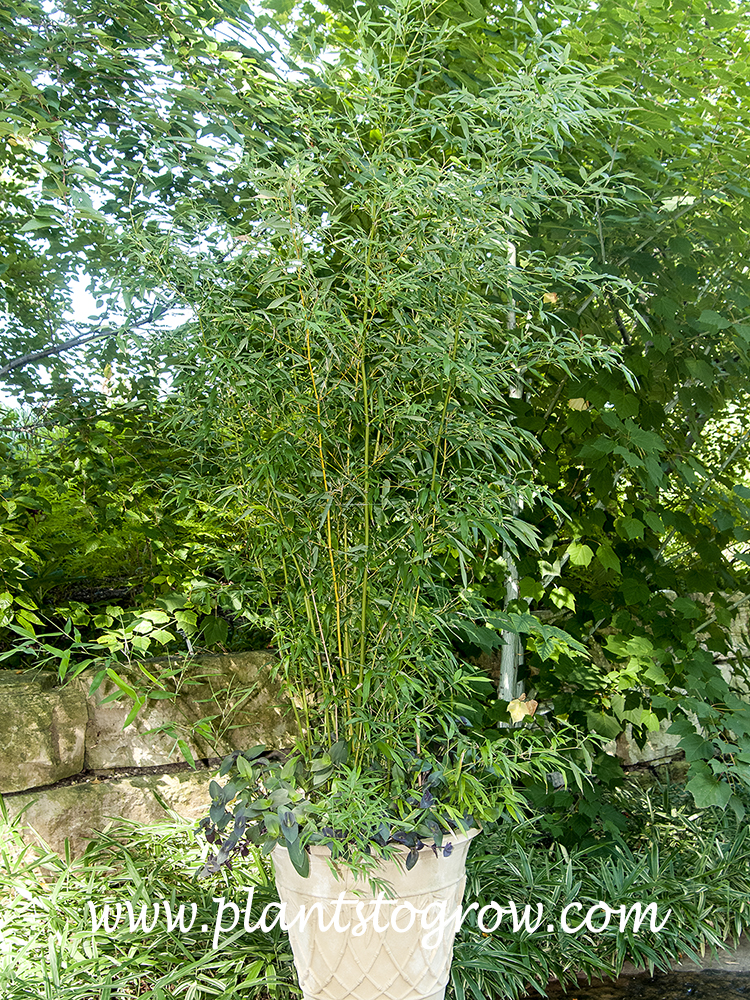 Bissett Bamboo Phyllostachys Bissetii Plants To Grow Plants